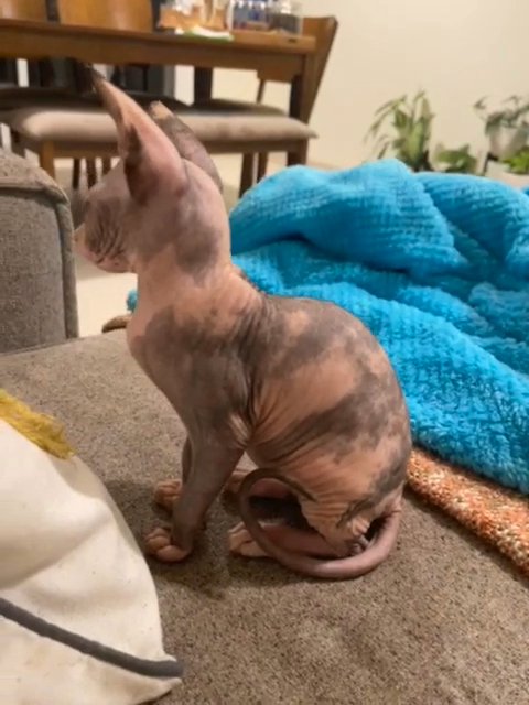 Sphynx Kitten in Dubai