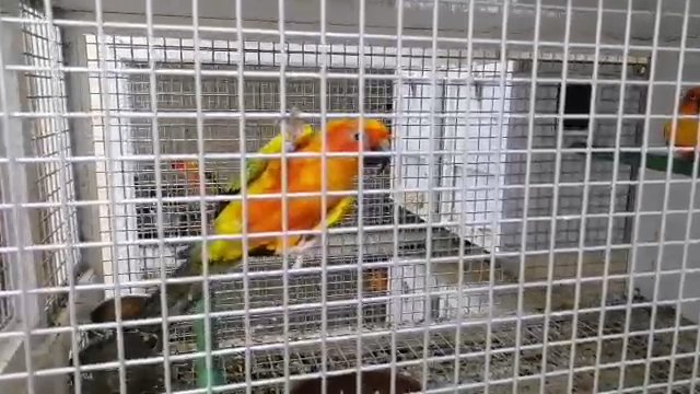 Sunconure Breeder Pair in Fujairah
