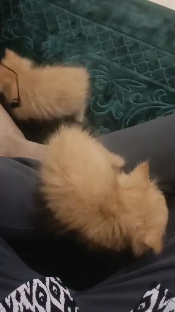 persian kitten ready to adopt...text me now in Abu Dhabi