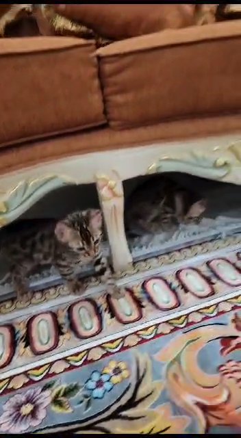 lovely kittens 😸 in Sharjah