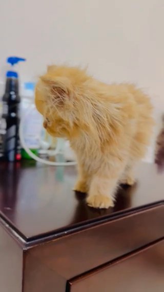 Persian Kitten in Ajman