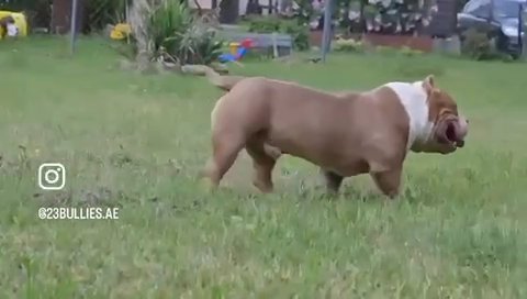 American Bully MUSCLETONE blood Only For Mating in Dubai