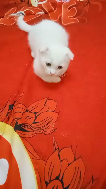 Scottish fold white kitten in Al Ain