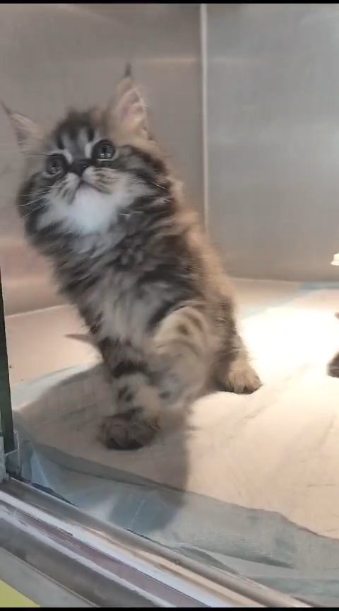 Sibrian Kittens Available 😸 in Dubai