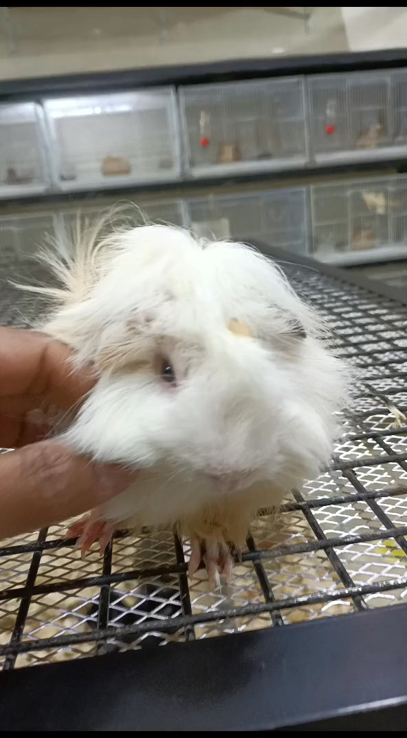 guinea pig in Dubai