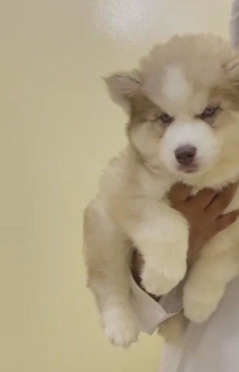 Alaskan malmute 48days old puppy in Sharjah