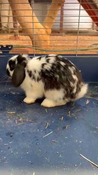 Holland Lop Bunny For Cheap in Sharjah