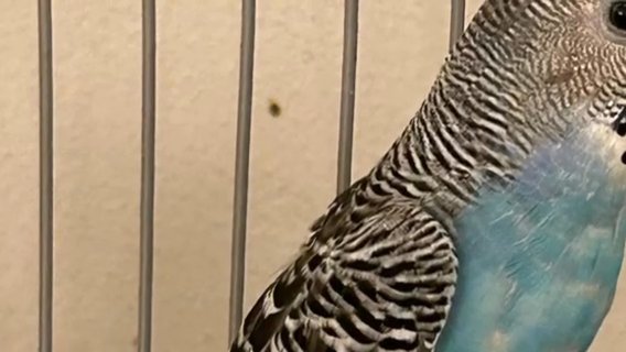 Budgerigar Birds For Sale in Abu Dhabi