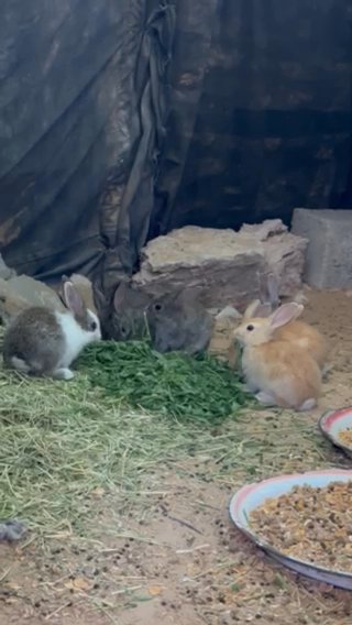 Bunnies in Dubai