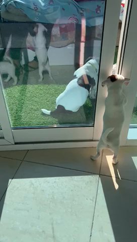 Jack Russell Terrier Pups in Dubai