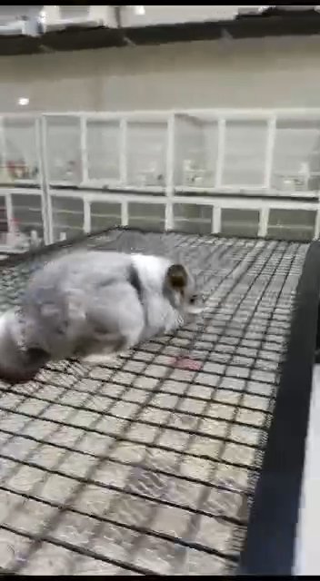chinchilla in Dubai
