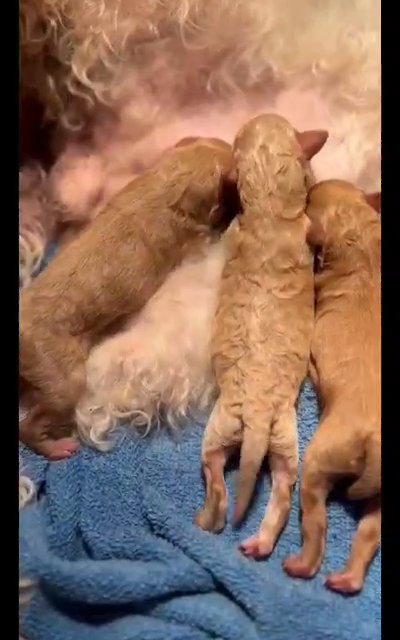 🥰 Mini Poodle Puppies in Dubai