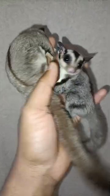 sugar glider in Dubai