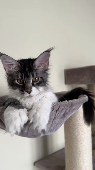 Maine Coon Polydactyl Kitten (female) - GhostIsle Aphrodite in Sharjah
