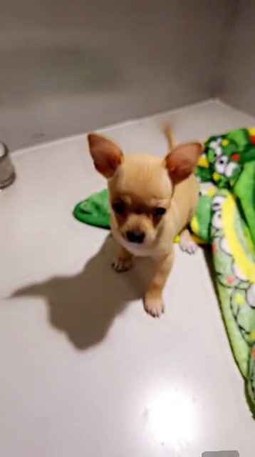 Offer On Chihuahua Puppy 🐶 in Dubai