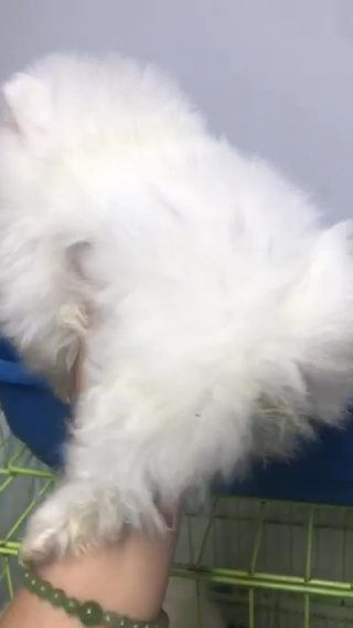 Teacup pomeranian puppy in Sharjah