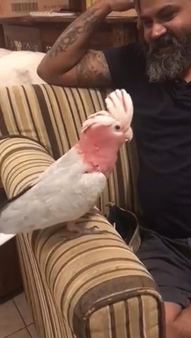 Galah  Cockatoo With Big Cage in Dubai