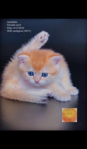 RESERVED Top Quality with pedigree : golden shorthair in Abu Dhabi