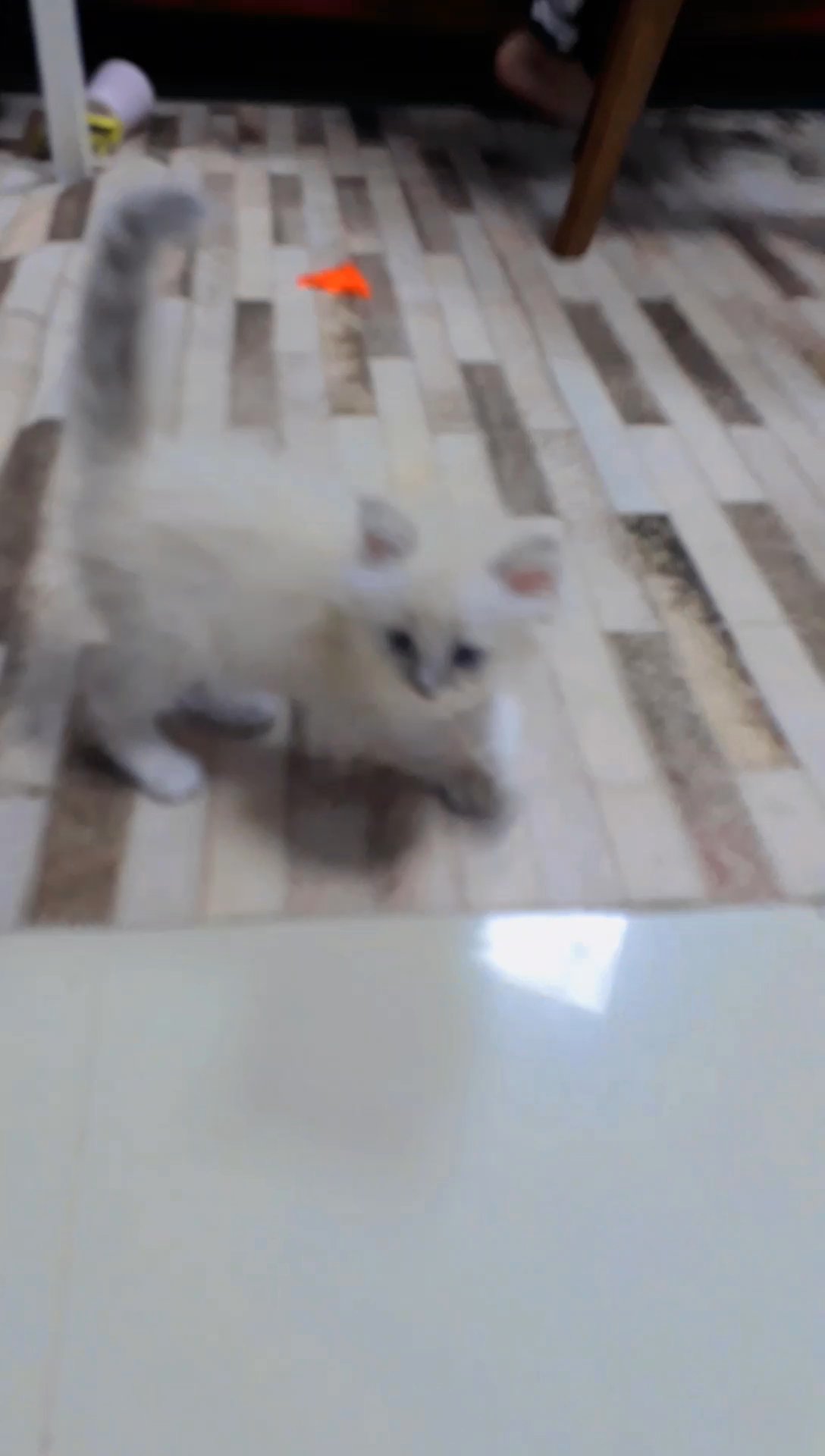 Ragdoll kittens in Ajman