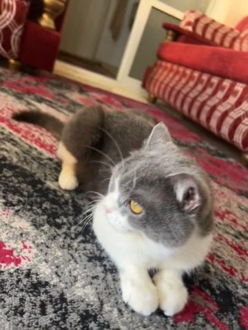British/persian Male For Adoption in Sharjah