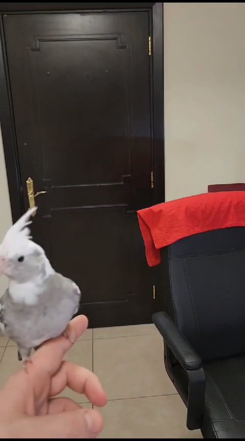 Tamed Cockatiel White face 4 months in Al Ain