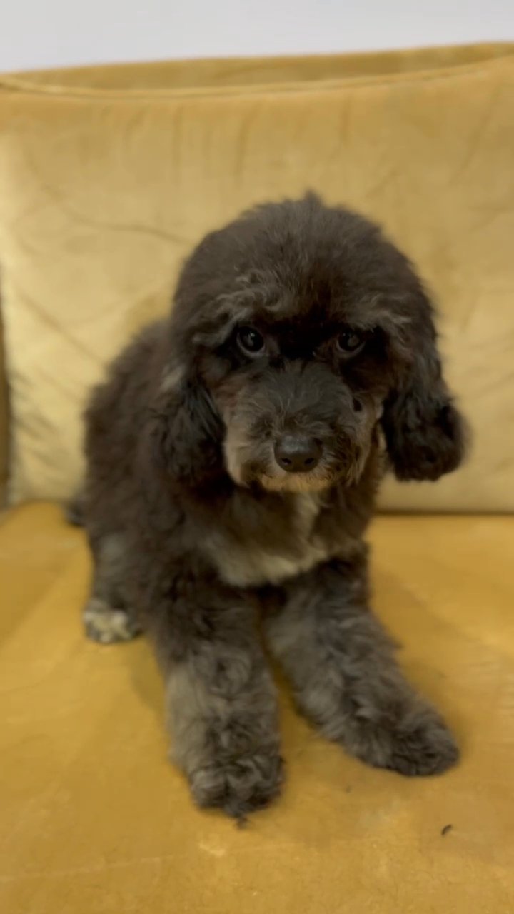toy poodle male in Fujairah