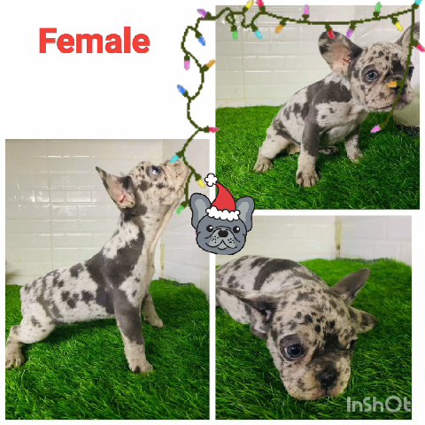 french bulldog Merle and blue puppies in Fujairah