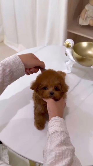 Micro Teacup red Poodle in Dubai