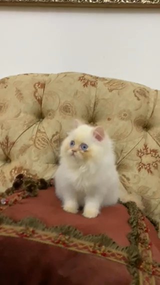 Himalaya Red Point Pure Male. in Sharjah