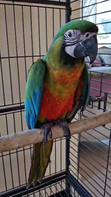 ميلي جولد مكاو - Miligold Macaw in Dubai