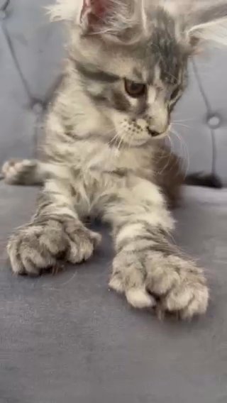Maine Coon Polydactyl( 7-7-6-6)Male 3 Months in Sharjah
