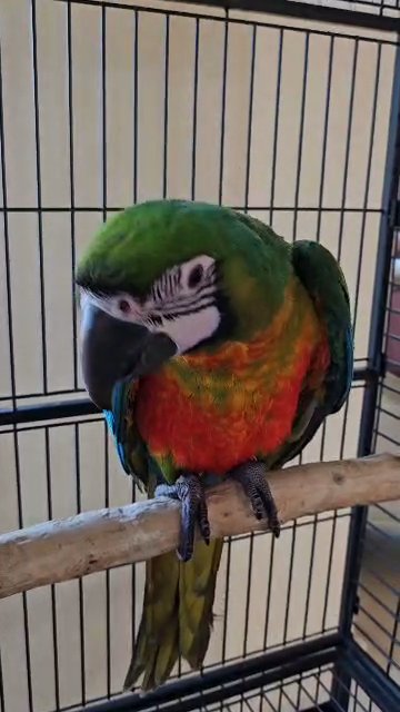ميلي جولد مكاو - Miligold Macaw in Dubai