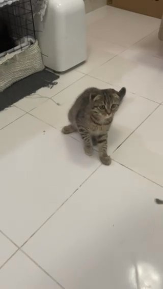 Scottish Fold Tabby in Sharjah