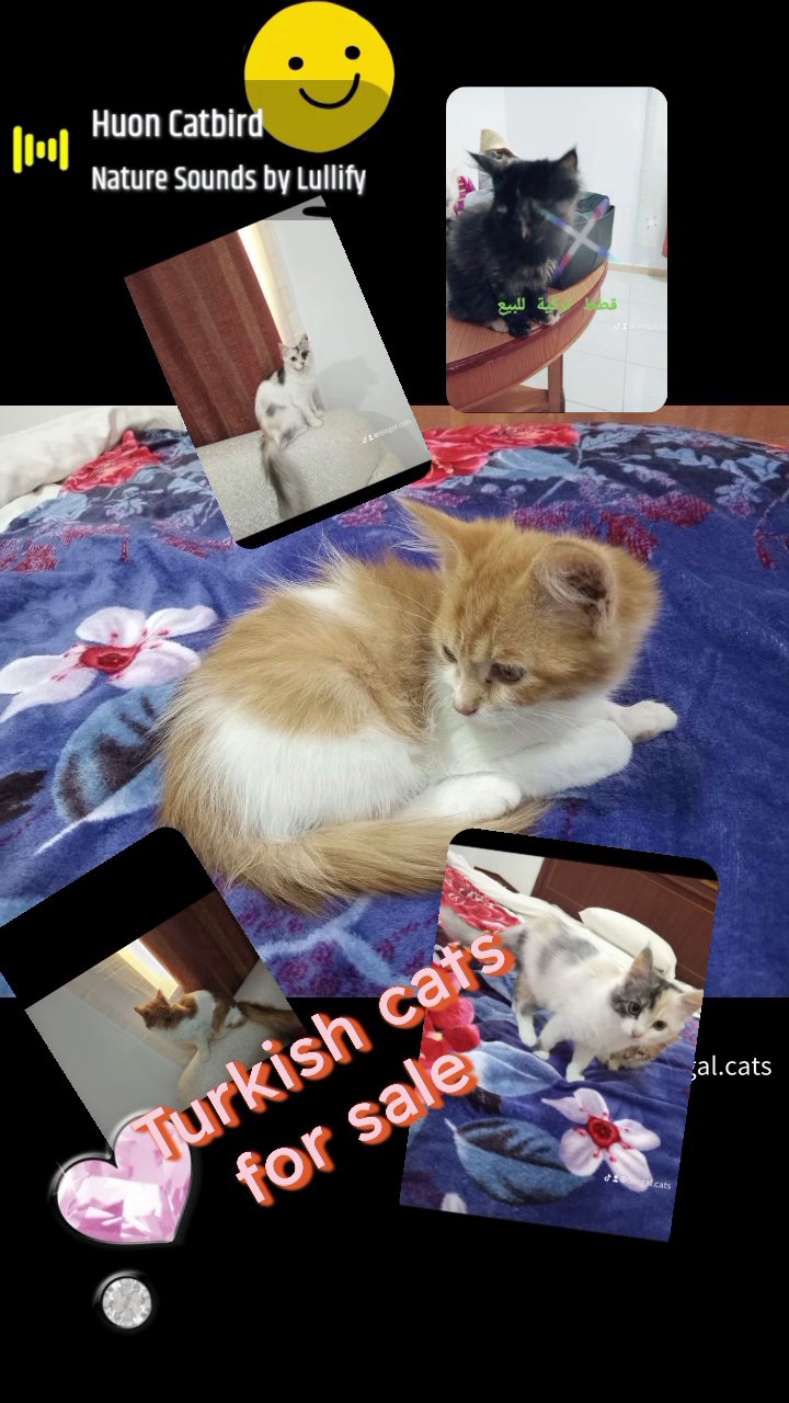 Turkish cats for sale in Sharjah