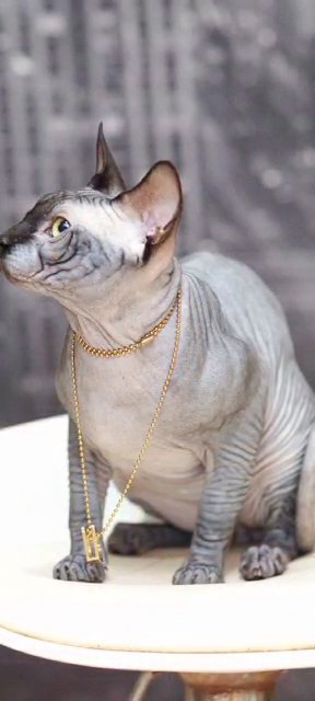 Sphynx male vaccinated with passeport in Abu Dhabi