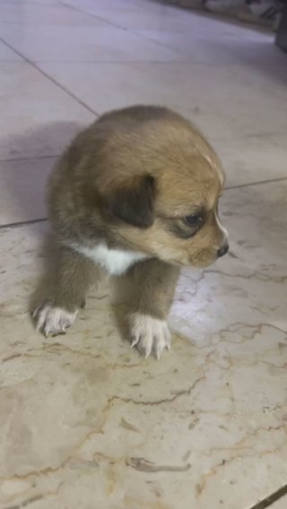 Pomsky Puppy For Sale (1 Month) in Abu Dhabi
