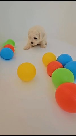 Light Toy Poodle in Dubai