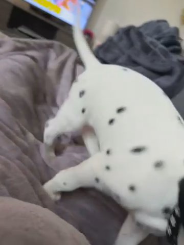 🤍🖤PureBred And Healthy dalmatian Pups in Dubai