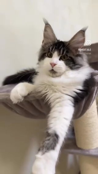 Maine Coon Kitten (male) - GhostIsle Apollo in Sharjah