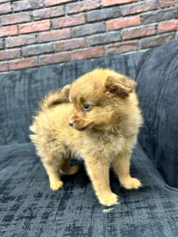 (SOLD) Cute Pomeranian Available in Sharjah