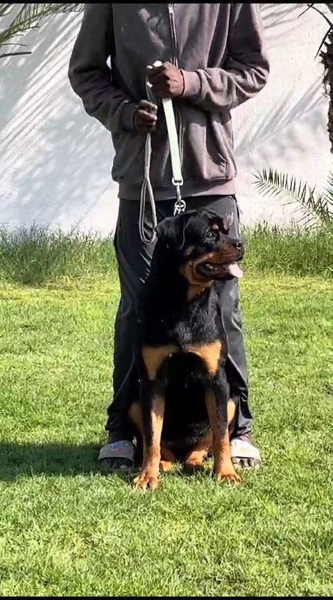 QUALITY  🤩ROTTWEILER  GIRL with FCI PEDEGREE CERTIFICATE in Dubai