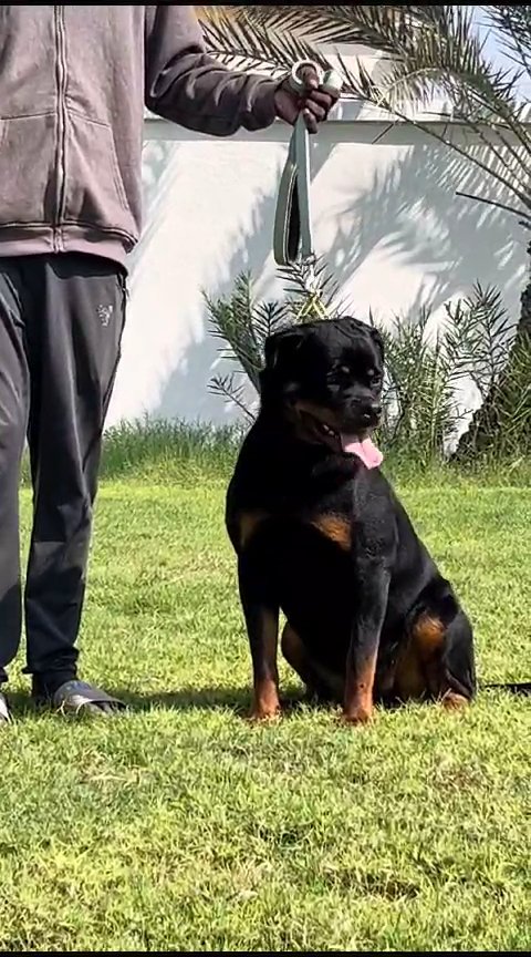 SUPER 😎NICE ADULT  ROTTWEILER  GIRL with FCI PEDEGREE  CERTIFICATE in Dubai