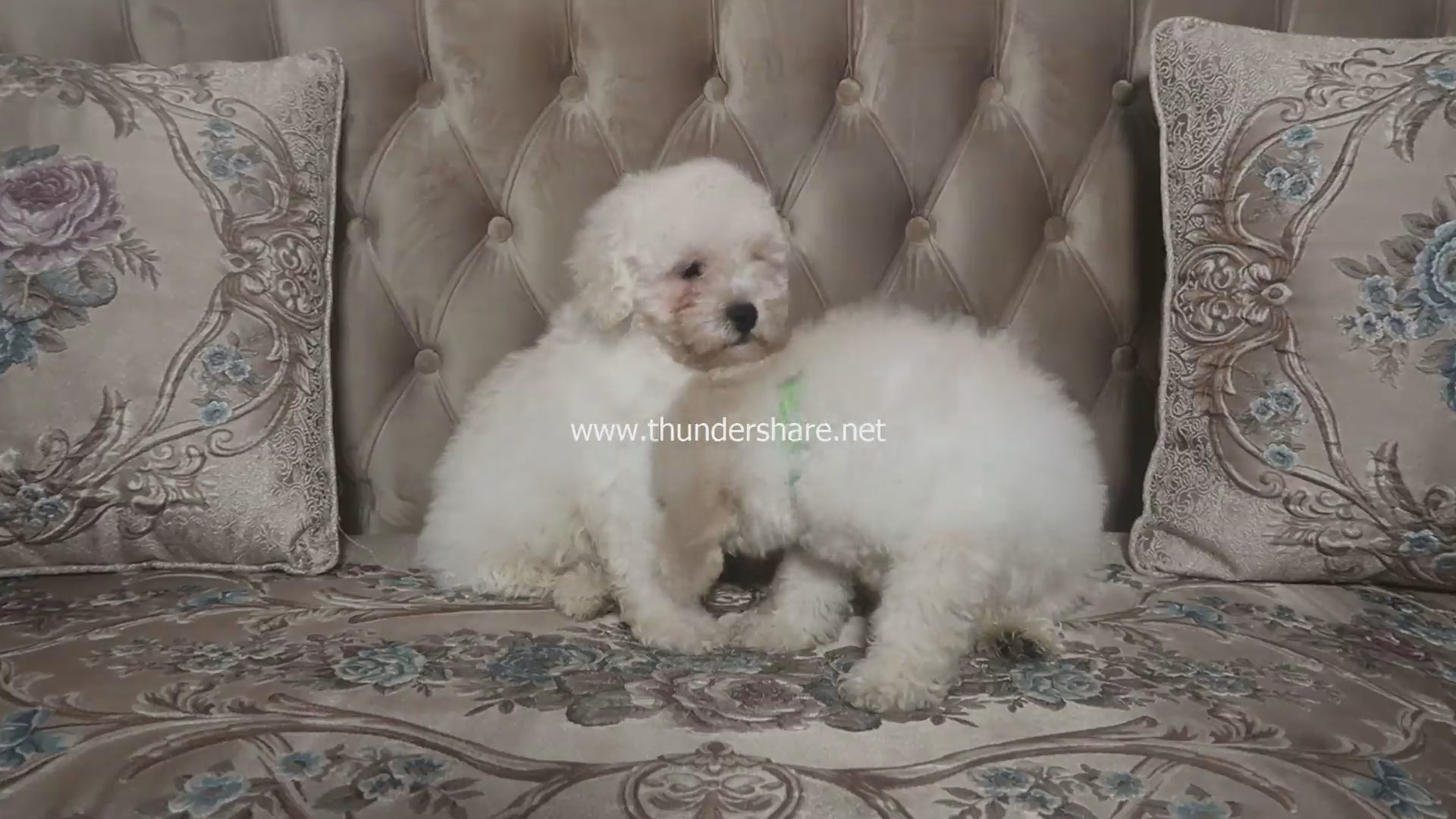 Poodle Pure Breed 1male, 1female in Sharjah