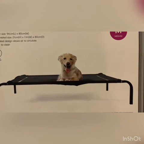 Elevated dog bed in Dubai