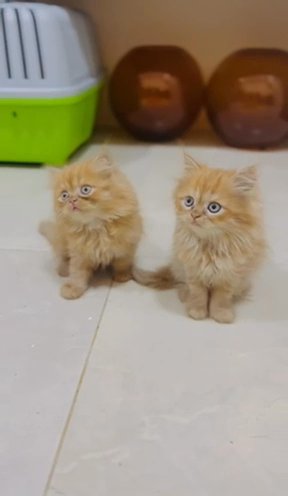 Persian Kitten in Ajman