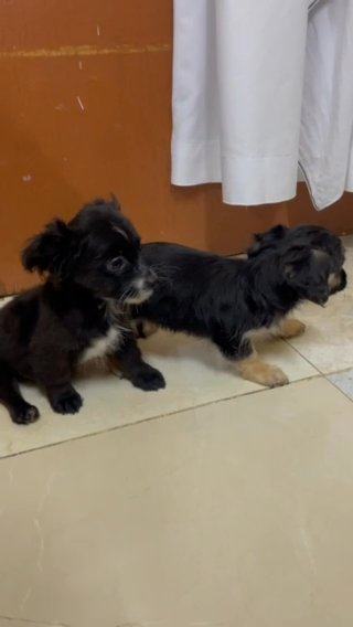 Pair Take All Havanese 2 Puppy TeaCup Size in Al Ain