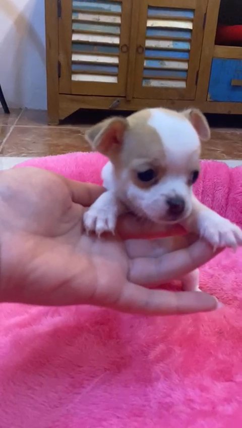 Chihuahua Puppy Available 🐶 in Dubai