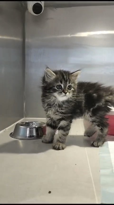Siberian Kitten Available 😸 in Dubai
