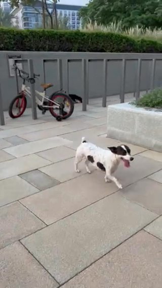 Jack russel Terrier in Dubai