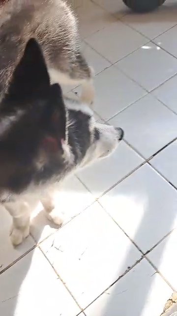 husky puppy looking for safe home in Dubai
